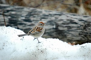 Sparrow, American Tree, 2006-03158967 Parker River NWR, MA